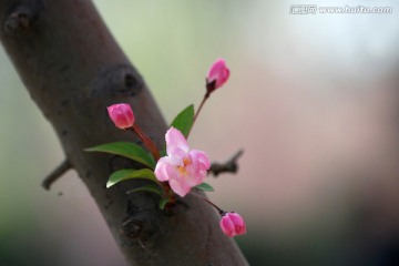 海棠花 垂丝海棠 花卉 花朵