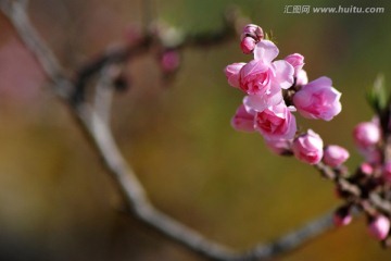 桃花 花朵 花卉 春花 花瓣