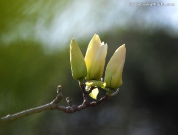 玉兰花 花卉 春花 含苞待放