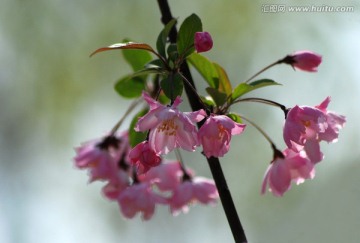 海棠花 垂丝海棠 花卉 花朵