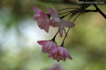 海棠花 垂丝海棠 花卉 花朵