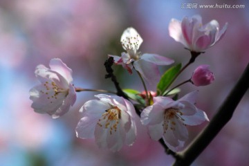 海棠花 垂丝海棠 花卉 花朵