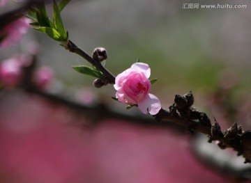 桃花 花朵 花卉 春花 花瓣