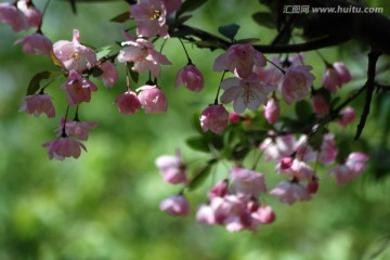 海棠花 垂丝海棠 花卉 花朵