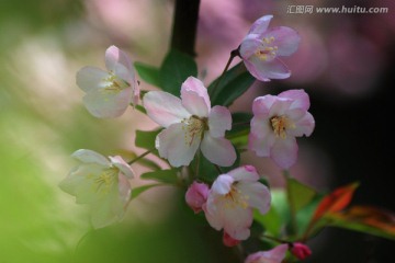 海棠花 垂丝海棠 花卉 花朵