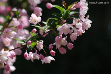 海棠花 垂丝海棠 花卉 花朵