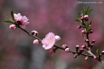 桃花 花朵 花卉 春花 花瓣