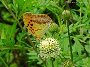 蝴蝶与野花