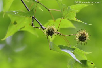 绿叶 结果