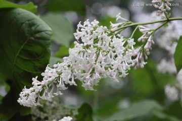 丁香花