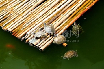 竹筏上休息的乌龟