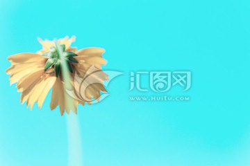 向阳花