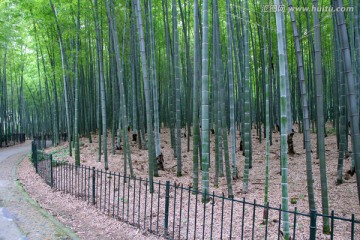 竹海 围栏 竹林