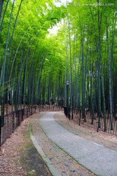 竹林小道 竹海