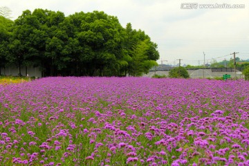 薰衣草 马鞭草 唯美花海