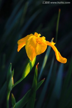 黄色马兰花（马莲花）