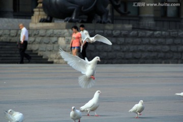 鸽子