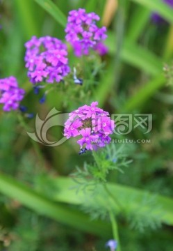 紫色小野花