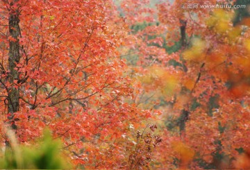 秋景 秋色 红枫 红叶