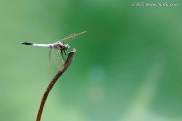 圆明园的蜻蜓