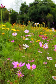 波斯菊 格桑花