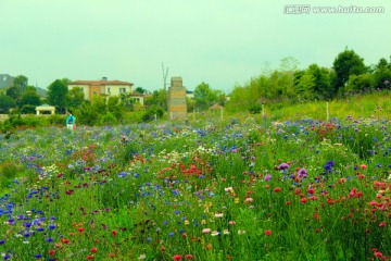 花海 矢车菊