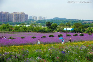 薰衣草 庄园