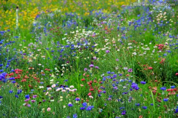 花海 矢车菊