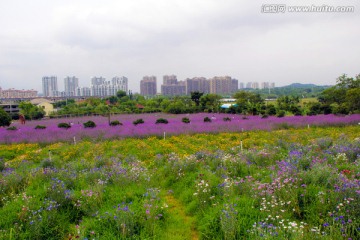 薰衣草 庄园