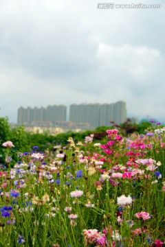 房产素材 花海