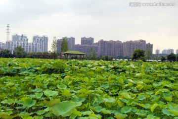 荷塘 建筑 城市