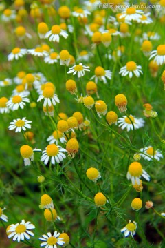 甘菊 洋甘菊