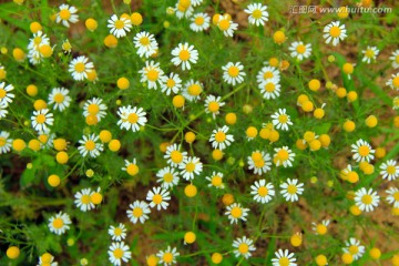 甘菊 洋甘菊