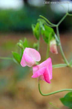 豌豆花