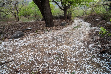 落花满地 梨园 小路