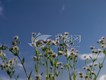 白色野菊花高清图