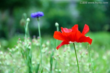 虞美人 花卉特写