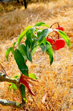 广东水果 荔枝