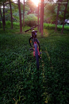 夕阳 树林 自行车