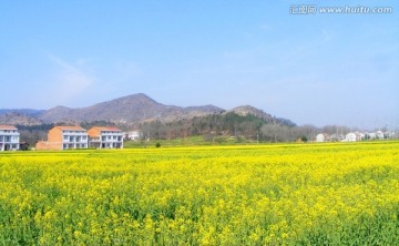 开满油菜花的田野