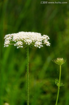 野菊花