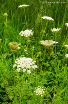 野菊花