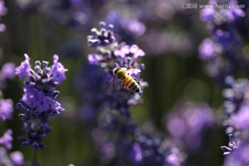 薰衣草