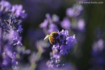 蜂花