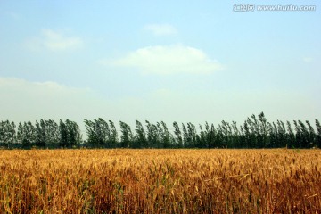 麦田