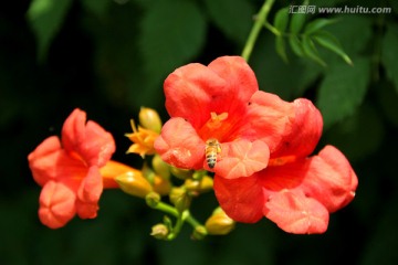 凌霄花 蜜蜂