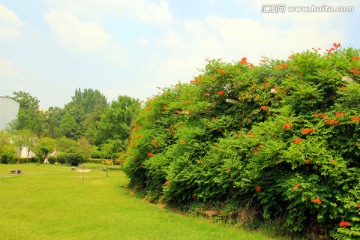 焦裕禄纪念园 凌霄花