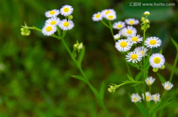 野菊花