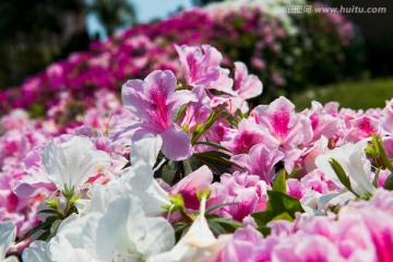 杜鹃花