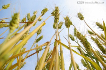 麦田